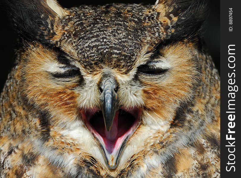 Close-up of a beautiful Eagle Owl (bubo bubo)