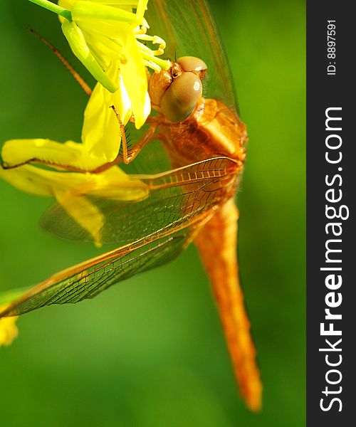 A dragonfly eating the flower