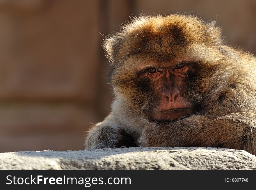 Portrait of a barbary ape