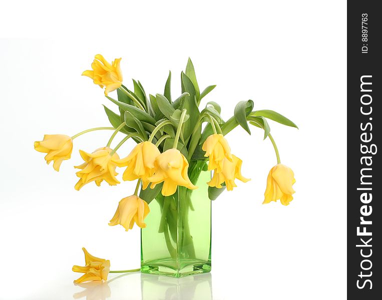 Bright yellow tulips isolated on white. Bright yellow tulips isolated on white