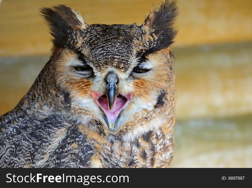 Close-up of a beautiful Eagle Owl (bubo bubo)