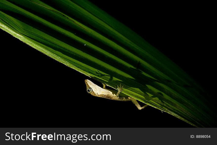 Lizard on palm tree with transparency and backagroun light