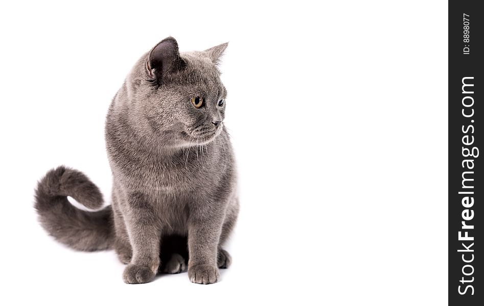 Portrait of a Russian blue cat on a white background. Studio shot.