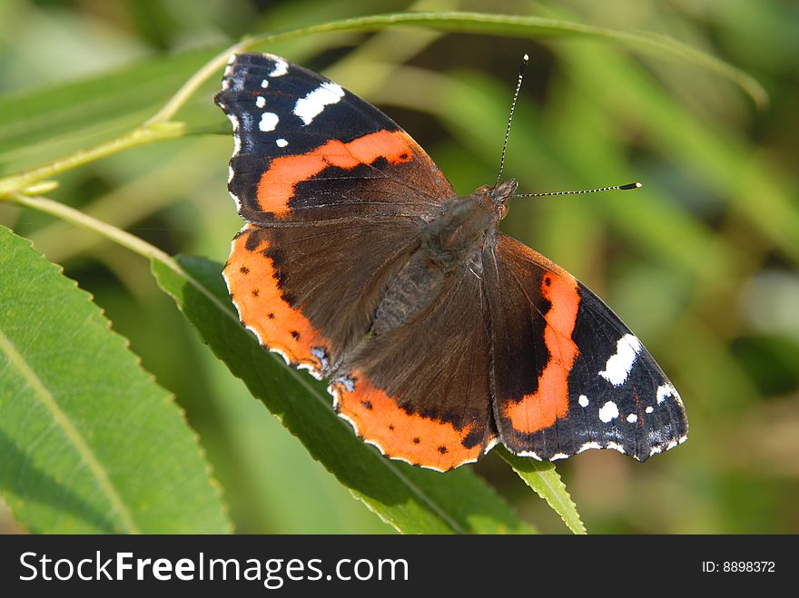 Admiral butterfly sitting on green leaves. Admiral butterfly sitting on green leaves