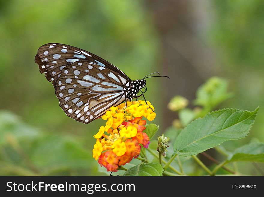 This is a butterfly named Tirumala limniace