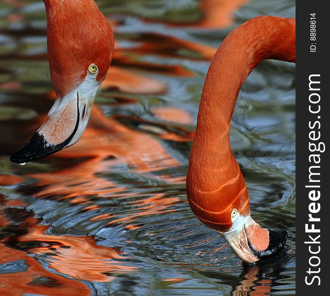 Two heads of flamingo's drinking from a pool. Two heads of flamingo's drinking from a pool