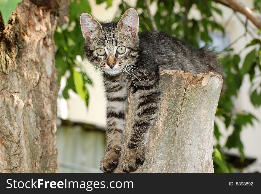 The tabby kitten is sitting on the tree.