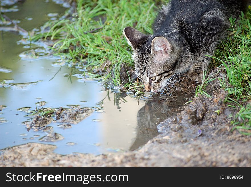 The cat is drinking from the puddle. The cat is drinking from the puddle.