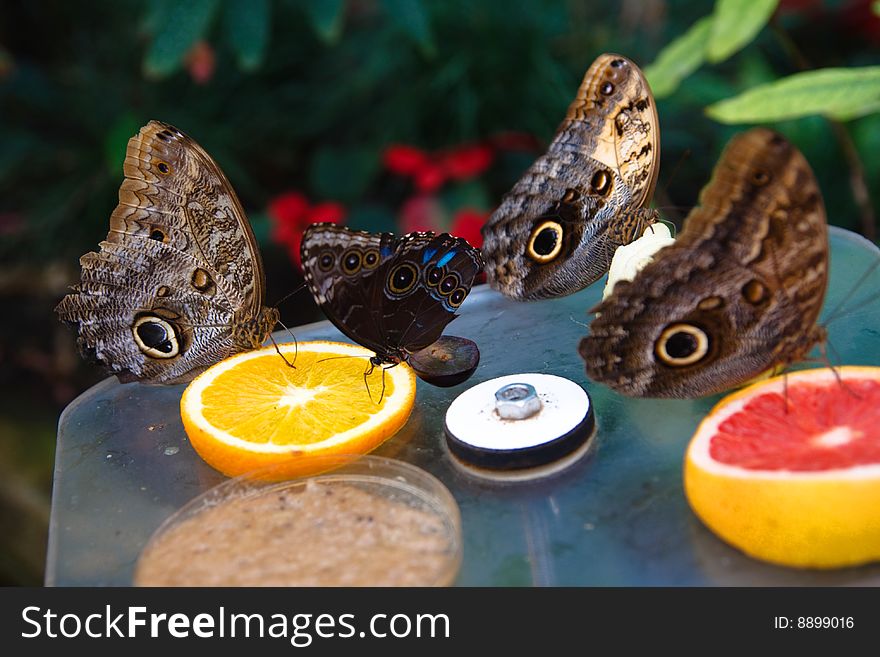 Butterfly feeding in Amsterdam Zoo
