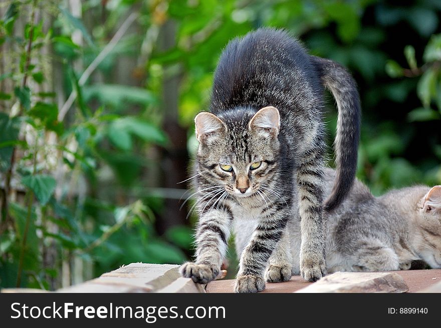 The tabby cat is standing on the roof.