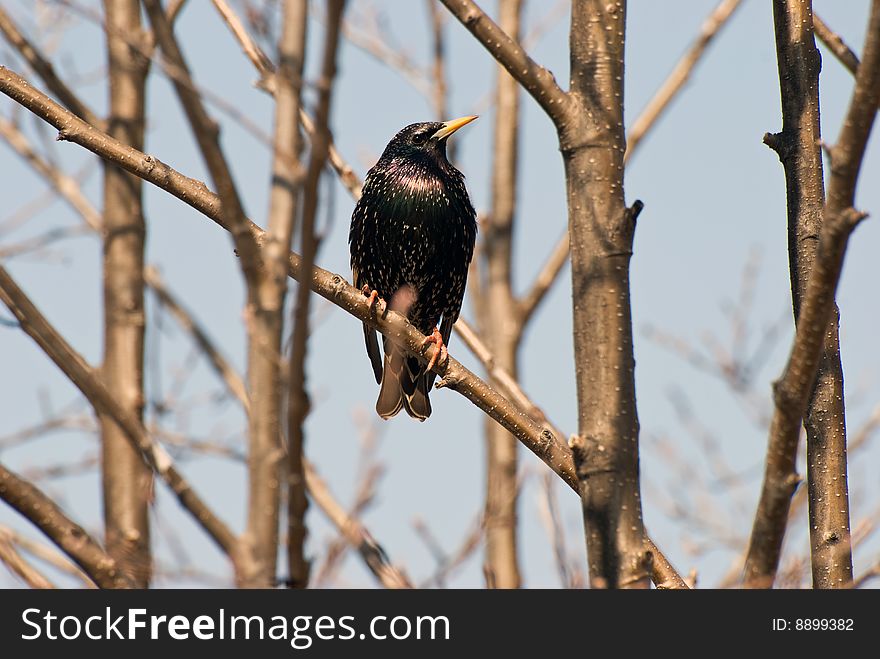 A starling sits on the branch of tree