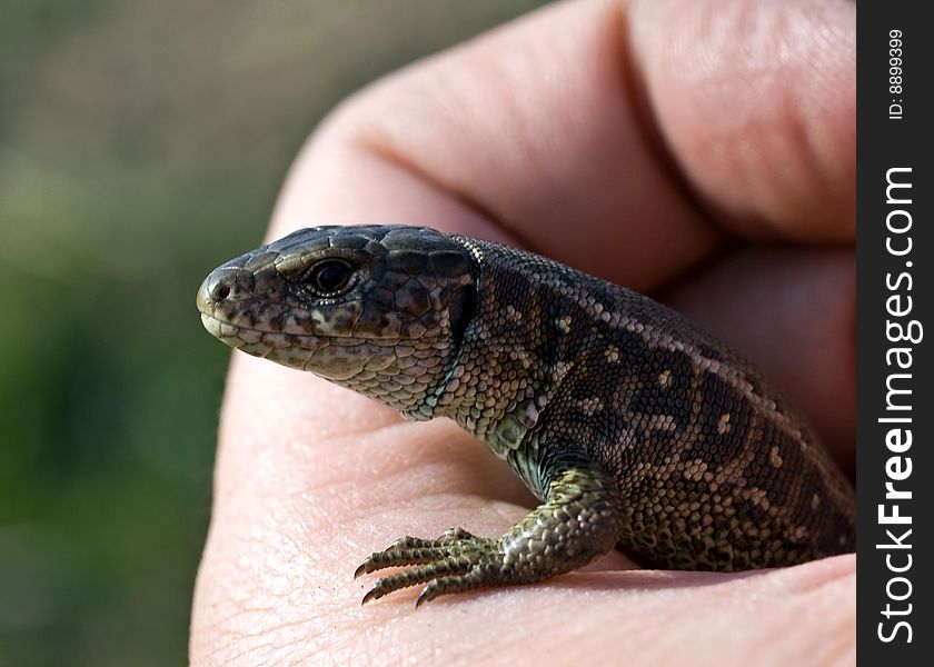 Close-up on a lizard in man's hand. Close-up on a lizard in man's hand