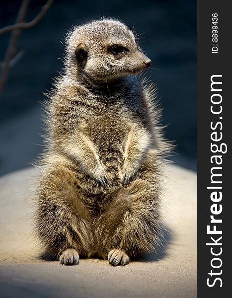 Slender-tailed meerkat. Latin name - Suricata suricatta. Slender-tailed meerkat. Latin name - Suricata suricatta