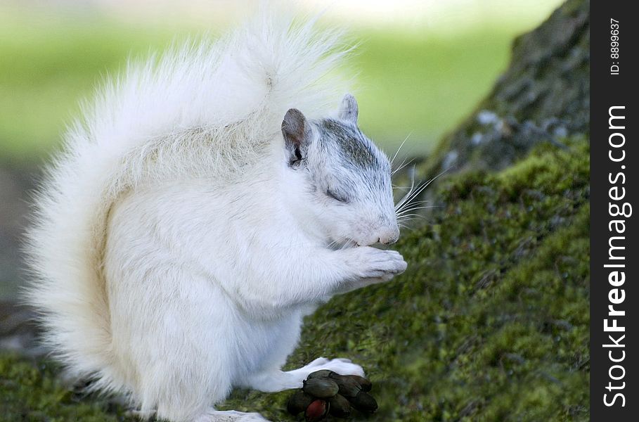 White squirrel in a park with bunch of nuts. White squirrel in a park with bunch of nuts