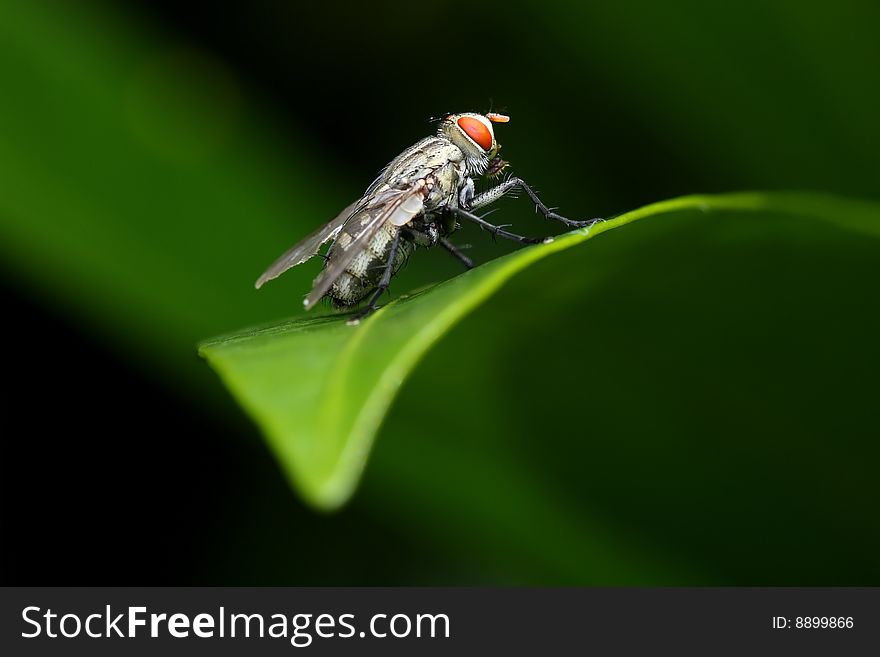 Close up of fly standing on green leaf.