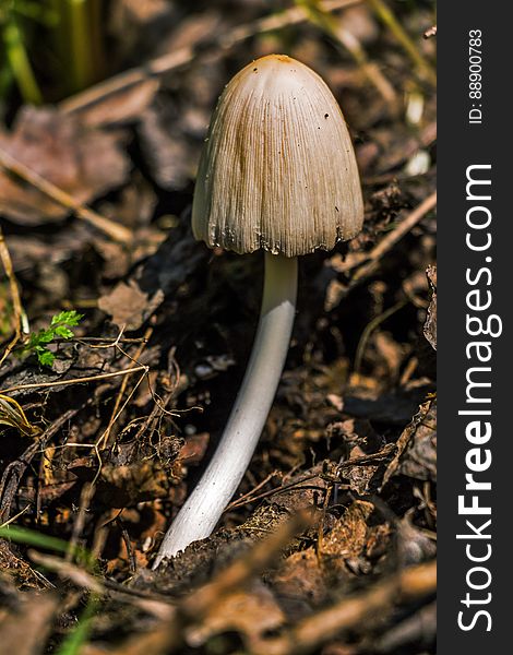 Brown Mushroom on Ground Focus Photography