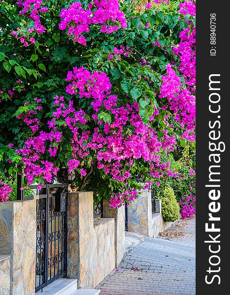 Turkey. Summer 2015. The Bougainvillea Flowers In The City Streets