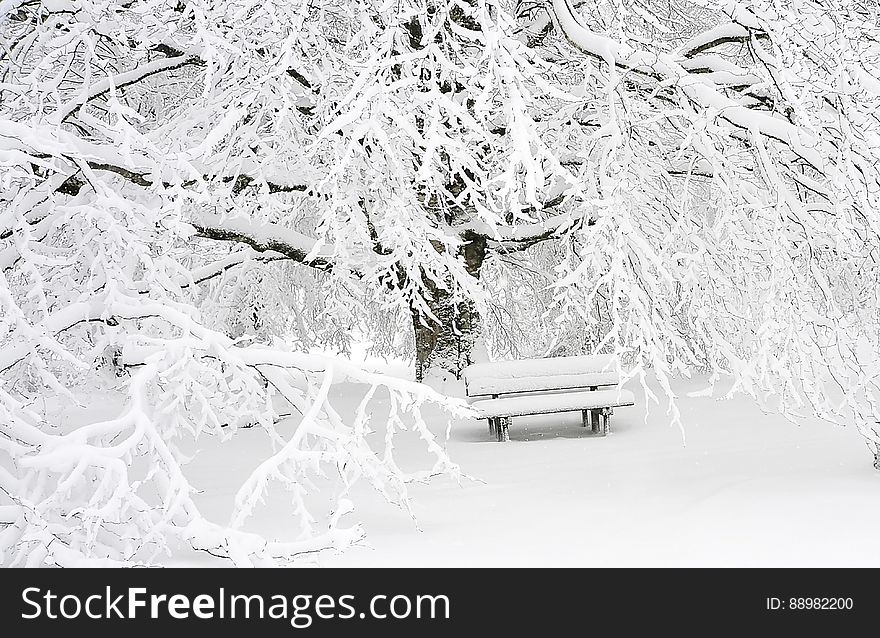Snow Covered Bench Near Snow Covered Bare Tree