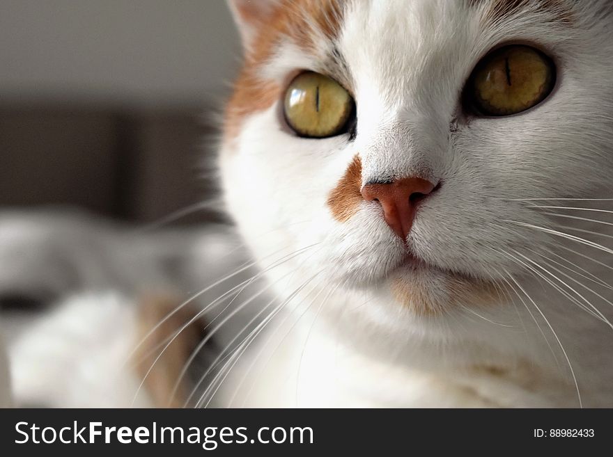 Closeup Portrait Of Cat