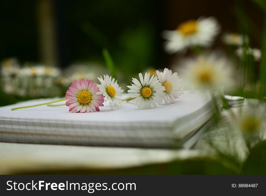 Daisies placed on top of a notebook with selective focus on two of the blooms one with white petals with yellow center and the other with pink petals, dark blurred background. Daisies placed on top of a notebook with selective focus on two of the blooms one with white petals with yellow center and the other with pink petals, dark blurred background.