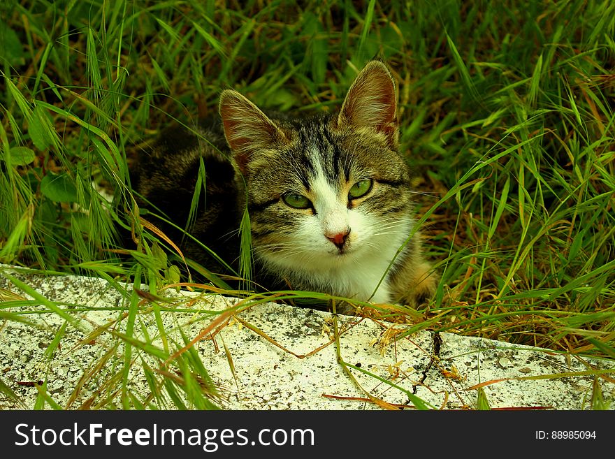 A small cat hiding in grass.