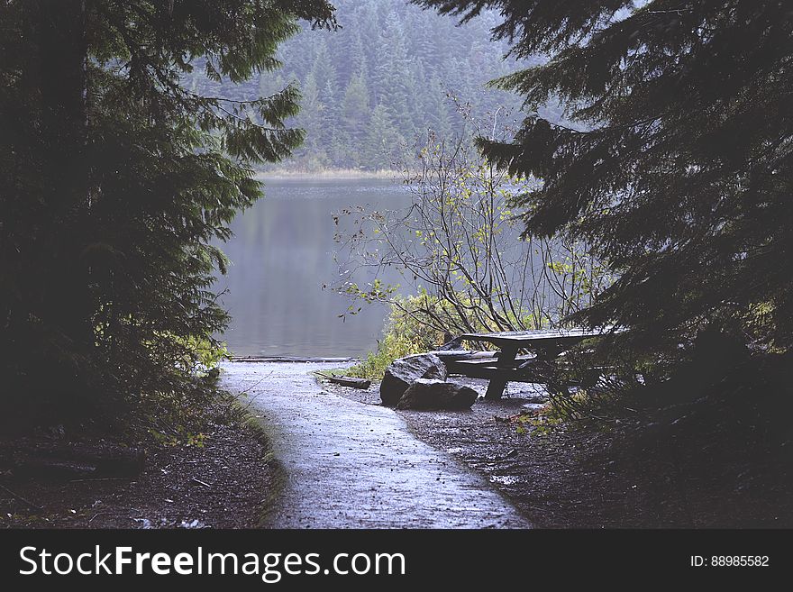 Scenic view of pathway through trees with misty lake in background. Scenic view of pathway through trees with misty lake in background.