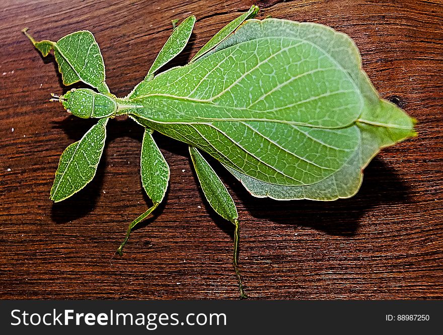 Green Leaf Insect on the Brown Wooden Texture