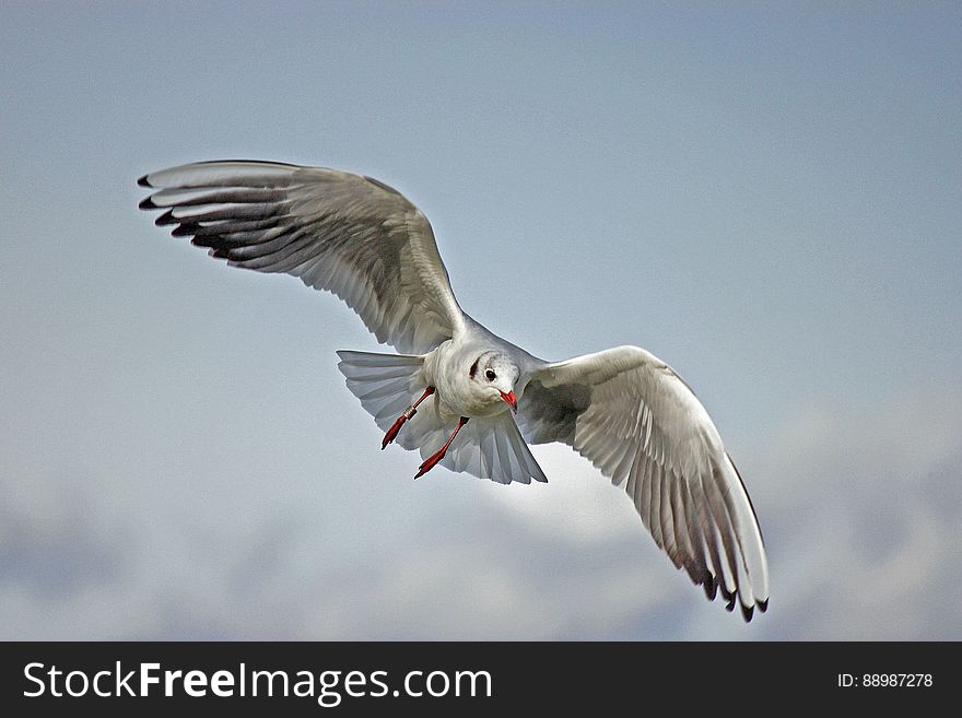 Seagull On Sky