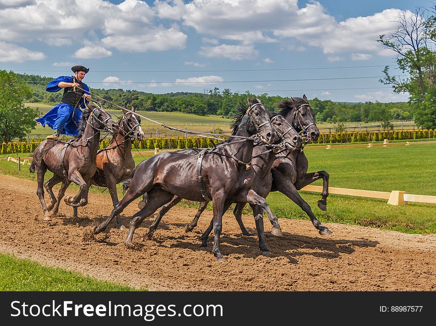 Person in Blue Dress Standing on 2 Horse Following 3 Horse during Daytime