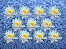 Bunch Of Water Lily Stock Photos Bunch Of Water Lily Stock Photos