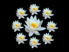 Coronal Of Water Lily Stock Photo Coronal Of Water Lily Stock Photo