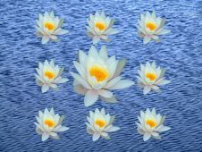 Group Of Water Lily Royalty Free Stock Photography Group Of Water Lily Royalty Free Stock Photography