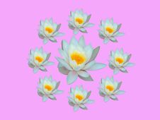 Water Lily Pink Royalty Free Stock Images Water Lily Pink Royalty Free Stock Images