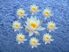 Wreath Of Water Lily Royalty Free Stock Images Wreath Of Water Lily Royalty Free Stock Images