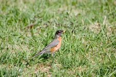 Bird In Grass Stock Photos Bird In Grass Stock Photos