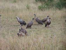 Vultures Royalty Free Stock Image