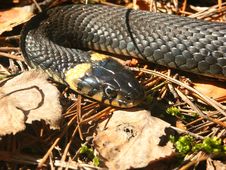 Snake Royalty Free Stock Images Snake Royalty Free Stock Images