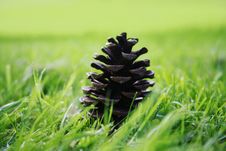Pinecone Stock Images