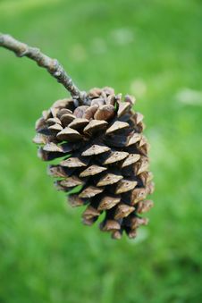 Pinecone Royalty Free Stock Photos Pinecone Royalty Free Stock Photos