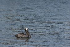 Pelican Resting In Water Stock Photo Pelican Resting In Water Stock Photo