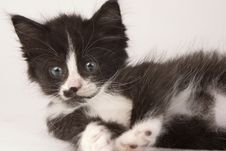 White Black Furry Kitten Two Stock Photography