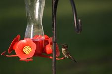 Hummingbird On A Feeder Stock Photography Hummingbird On A Feeder Stock Photography