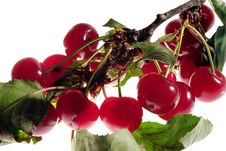 Cherry On Branch Stock Image Cherry On Branch Stock Image