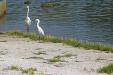 Snowy Egret Royalty Free Stock Photography
