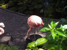 Pink Chilean Flamingo Stock Photo Pink Chilean Flamingo Stock Photo