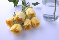 Framed Yellow Rose And Water Bottle Stock Image Framed Yellow Rose And Water Bottle Stock Image