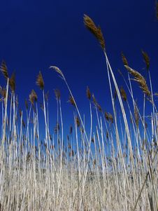 Tall Grasses Royalty Free Stock Photo Tall Grasses Royalty Free Stock Photo