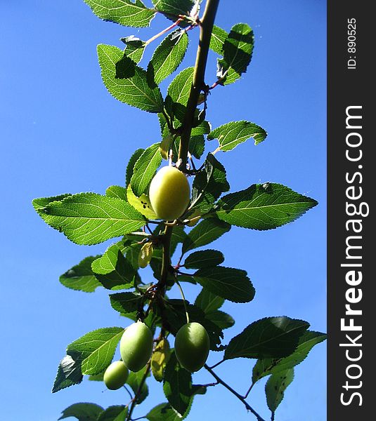 Branch with fruits of a green plum