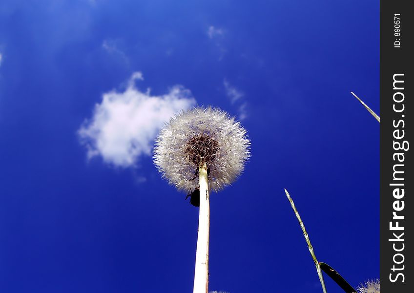 Dandelion on a background of the sky
 and clouds