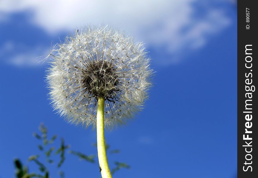 Dandelion on a background of the sky